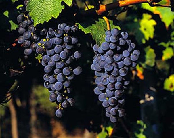 cabernet_sauvignon_grapes